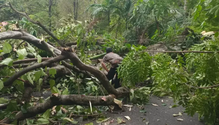 Pohon Tumbang Tutup Akses Jalan Nasional Pesisir Selatan