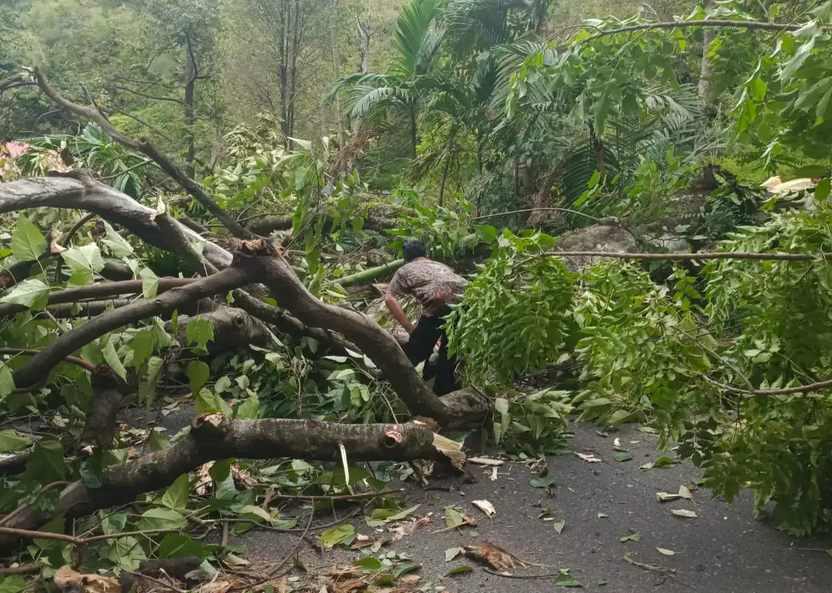 trc-bpbd-pessel-bersihkan-pohon-tumbang-di-jalan-nasional-bukit-selayang-pandang