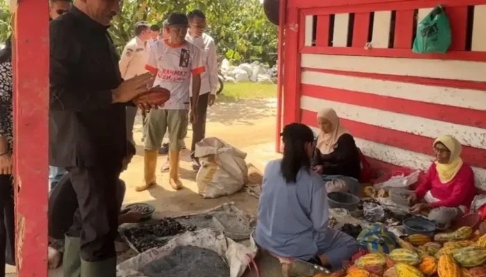 Limapuluh Kota Tanam Dua Juta Kakao Bangkitkan Ekonomi Daerah