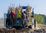 pemerintah-blak-blakan-penyebab-rendahnya-produktivitas-tebu-nasional,-ini-alasannya