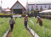TSS Dongkrak Hasil Panen Bawang Merah Petani