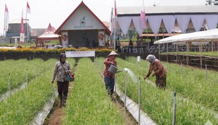 TSS Dongkrak Hasil Panen Bawang Merah Petani