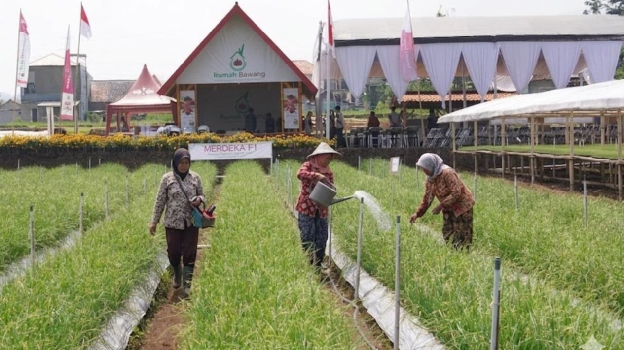 teknologi-baru-bikin-panen-bawang-merah