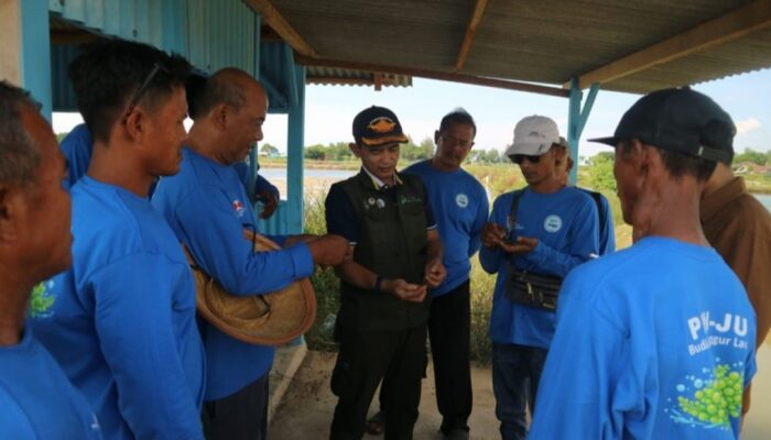 BAg dan BRIN Kembangkan Budidaya Anggur Laut Jepara