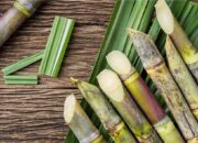 3-bahan-baku-ini-kunci-keberhasilan-bioetanol