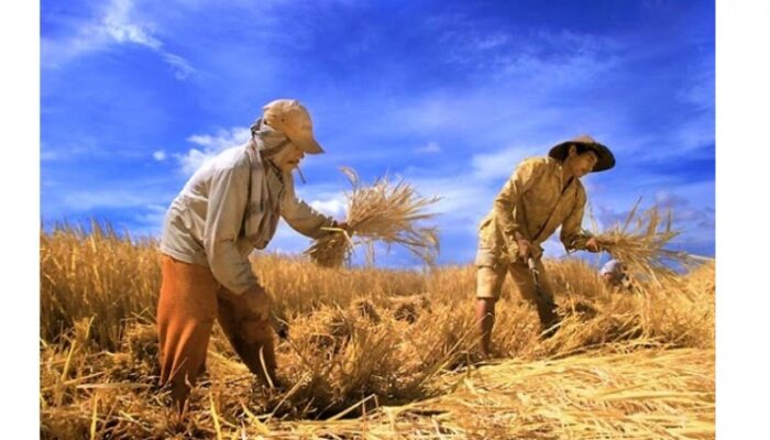 Krisis Solar Myanmar Hambat Panen dan Ancam Pangan