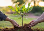 PalmCo Tanam 50 Ribu Pohon di Seluruh Wilayah Operasi