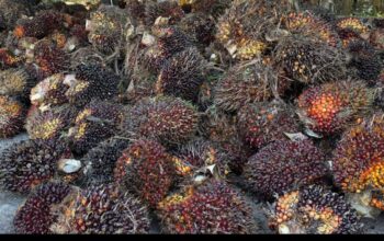 Sei Mangkei Percepat Hilirisasi Sawit Tingkatkan Nilai Tambah