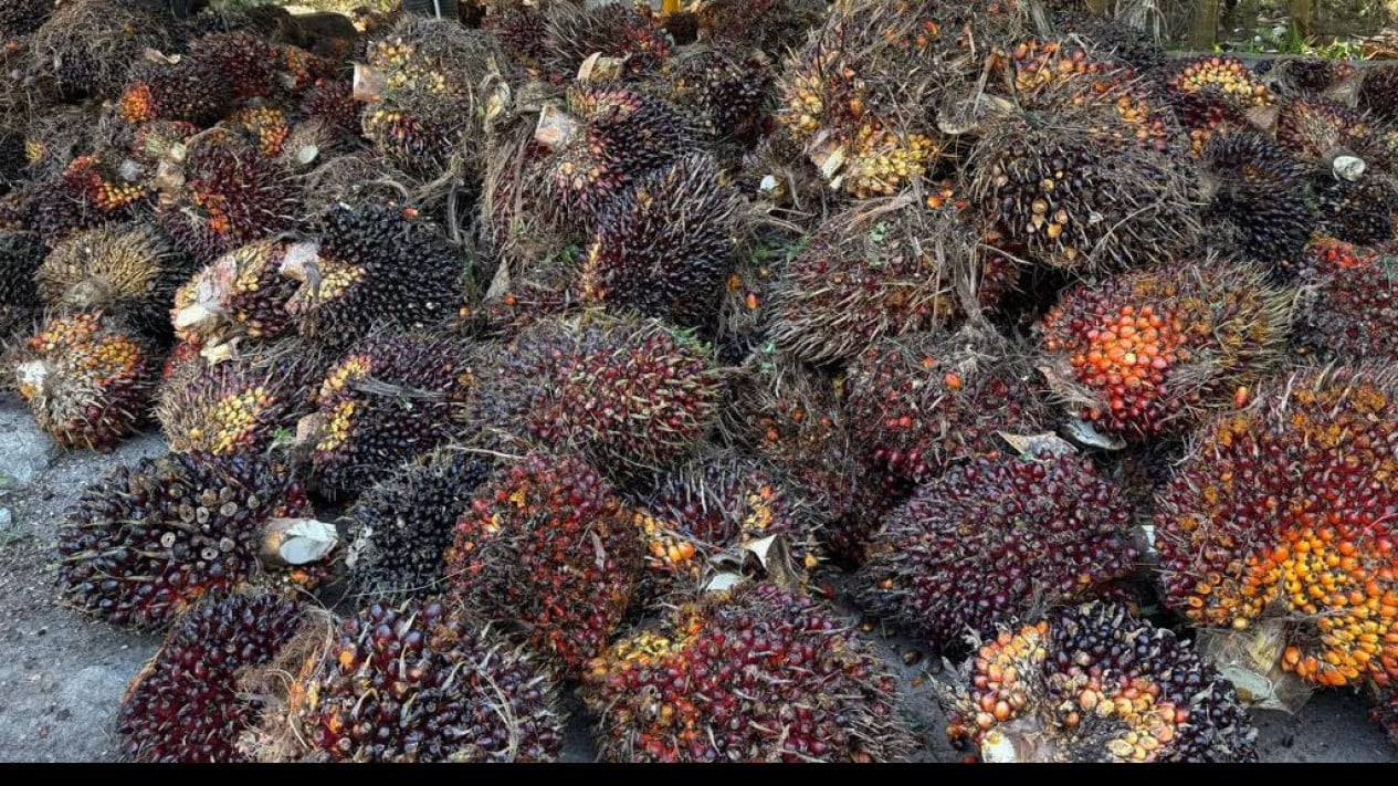 menyulap-sawit-hingga-nilai-ekonominya-belasan-kali-lipat