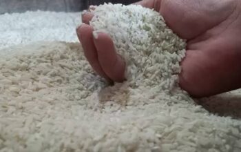 Konflik Timur Tengah Ancam Pasokan Pupuk Global