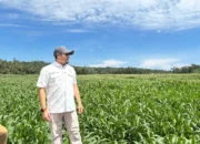 produksi-jagung-sumbar-digenjot,-rahmat-saleh-pasang-target-4.000-hektar-di-tahun-2026