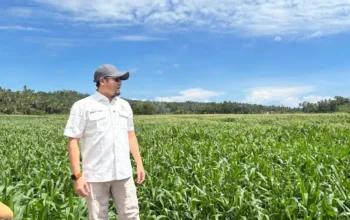 Rahmat Saleh Dorong Perluasan Jagung Sumbar 4.000 Hektar