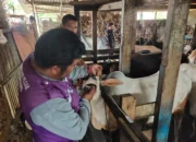 tim-keswan-padang-intensifkan-cek-sapi-kurban-jelang-iduladha