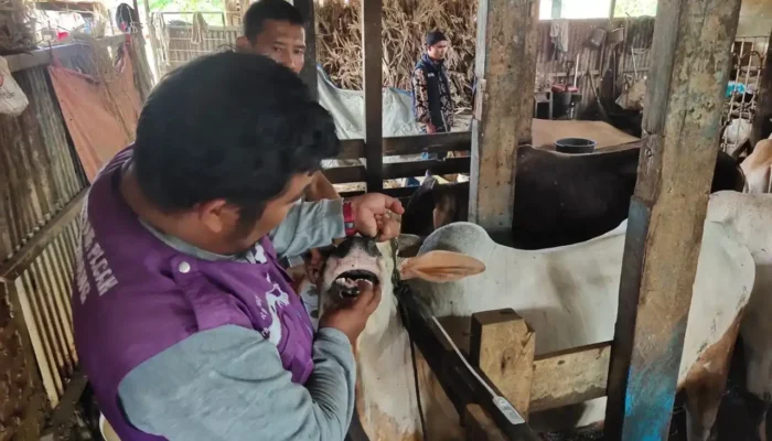 Padang Perketat Pemeriksaan Sapi Kurban Menjelang Iduladha