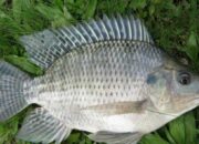 chicken-of-the-sea-kini-jadi-salah-satu-komoditas-ekspor-andalan-indonesia