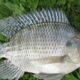 chicken-of-the-sea-kini-jadi-salah-satu-komoditas-ekspor-andalan-indonesia