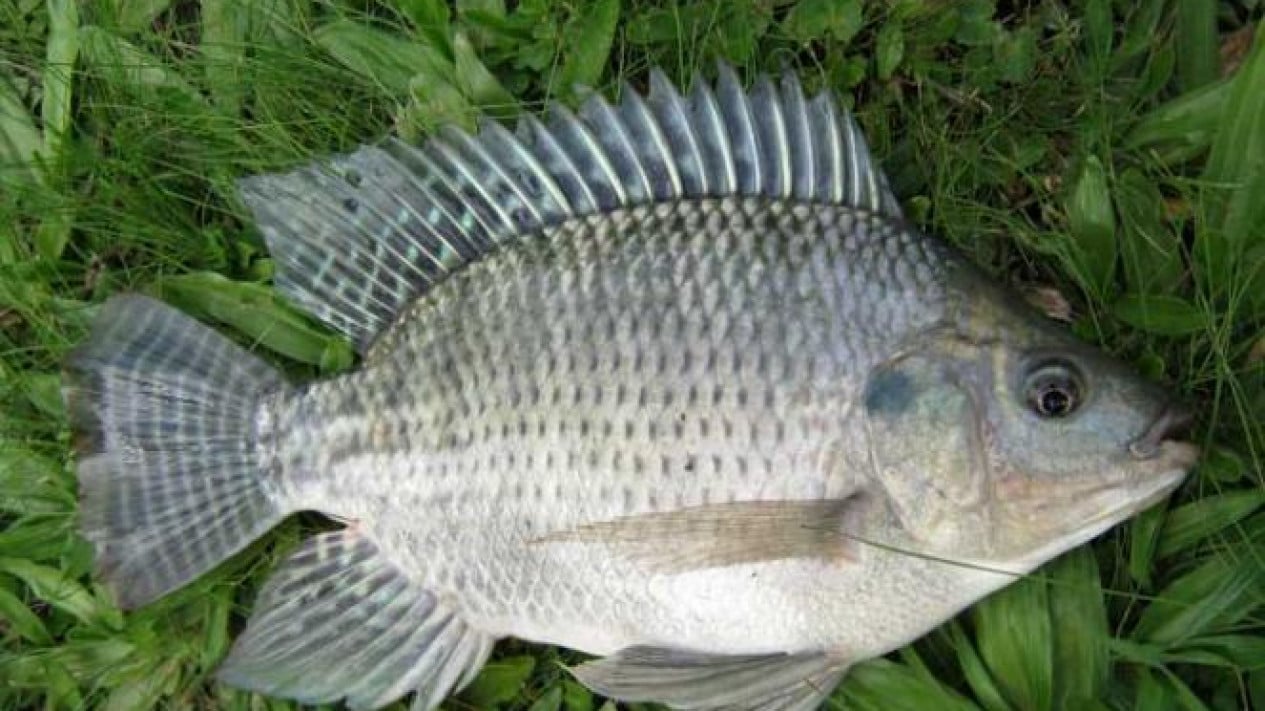chicken-of-the-sea-kini-jadi-salah-satu-komoditas-ekspor-andalan-indonesia