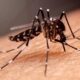 virus -dbd-serang-lubuk-basung,-10-orang-telah-terjangkit