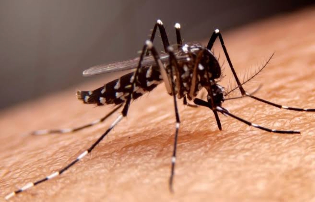 virus -dbd-serang-lubuk-basung,-10-orang-telah-terjangkit