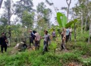 harimau-muncul-di-batang-palupuah-agam,-warga-ketakutan