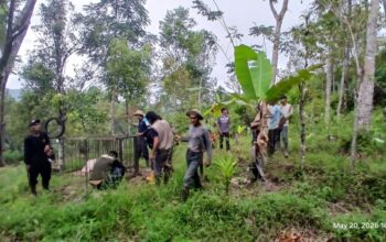 BKSDA Pasang Perangkap Antisipasi Kemunculan Harimau di Palupuah Agam