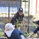 dukung-sdgs-dan-ui-greenmetric,-fpp-unp-hijaukan-kampus-lewat-tanam-tanaman-produktif