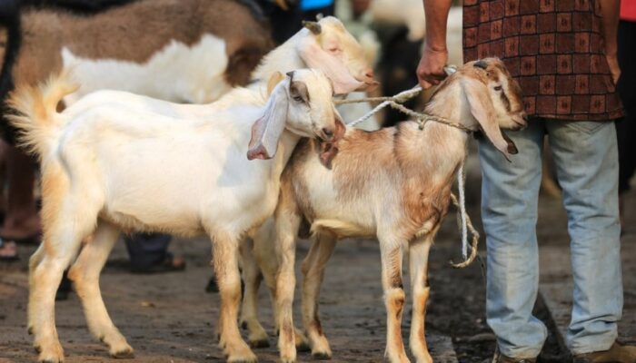 Meraup Cuan Melalui Peluang Bisnis Musiman Hari Raya Kurban
