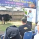 gubernur-mahyeldi-hadiri-penyembelihan-sapi-kurban-bantuan-presiden-ri-di-masjid-raya-syekh-khatib-al-minangkabawi
