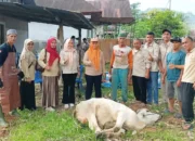 dpw-tani-merdeka-sumbar-sembelih-hewan-kurban-idul-adha-1447-h-di-kecamatan-bungtekab