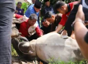 Kwarda Pramuka Sumatera Barat Distribusikan Hewan Kurban Bagi Warga