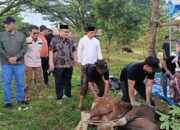 bank-nagari-salurkan-puluhan-hewan-kurban-bagi-masyarakat-sumbar