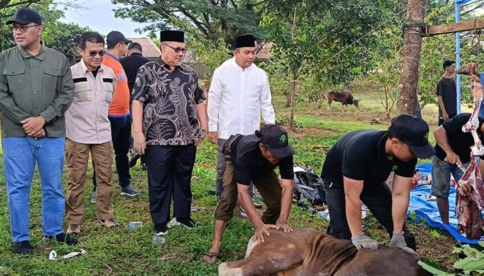 Bank Nagari Salurkan Puluhan Hewan Kurban di Sumatera Barat