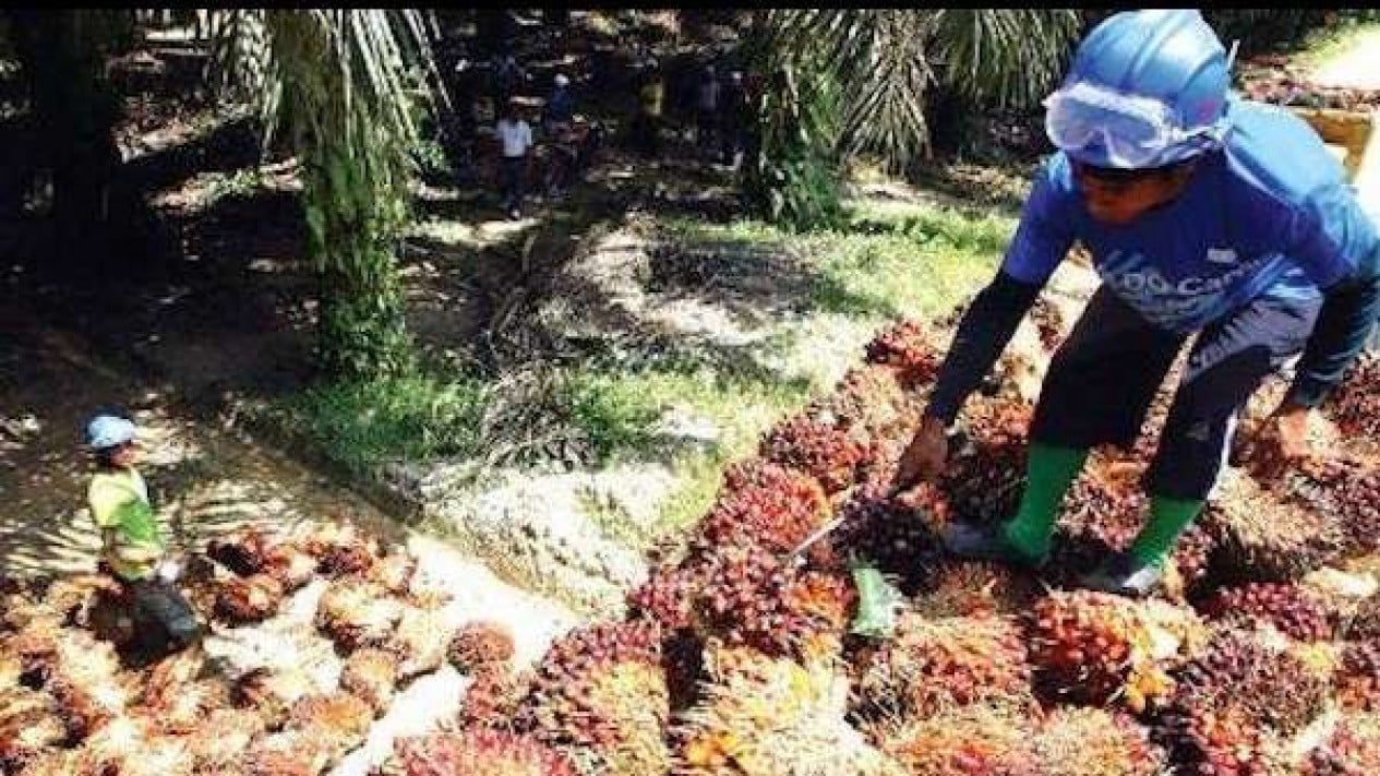 jaga-stabilitas-harga-sawit