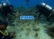 lestarikan-laut,-cara-pnm-beri-masa-depan-cerah-bagi-anak