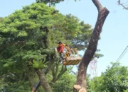prioritas-keselamatan-warga,-dlh-padang-intensifkan-pemangkasan-pohon