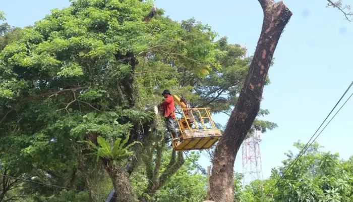 DLH Padang Prioritaskan Pemangkasan Pohon demi Keselamatan Pengguna Jalan