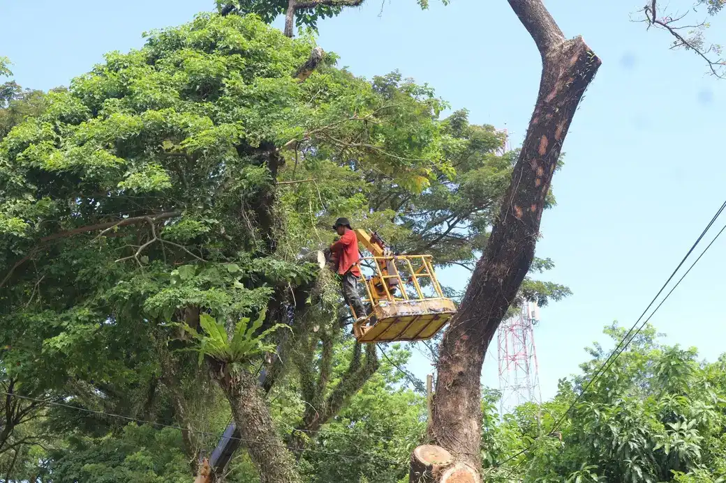 prioritas-keselamatan-warga,-dlh-padang-intensifkan-pemangkasan-pohon