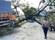 truk-tabrak-pohon-hingga-tutupi-jalur-padang-solok