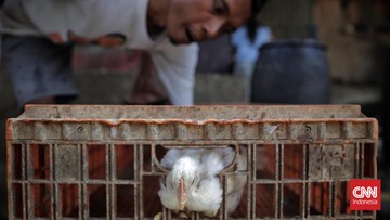 bapanas-siapkan-bansos-ayam-hingga-telur-imbas-harga-amblas