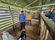 bupati-safni-tantang-disnakeswan-jadikan-limapuluh-kota-pusat-pengembangan-sapi-dan-kambing