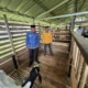 bupati-safni-tantang-disnakeswan-jadikan-limapuluh-kota-pusat-pengembangan-sapi-dan-kambing