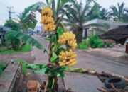 muak-dengan-janji-kampanye-bupati-agam,-warga-kembali-tanam-pohon-pisang-di-jalan