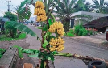 Warga Agam Tanam Pohon Pisang Protes Kerusakan Jalan