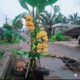 muak-dengan-janji-kampanye-bupati-agam,-warga-kembali-tanam-pohon-pisang-di-jalan