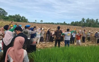 Petani Padang Sukses Panen Jagung di Lahan Bekas Banjir