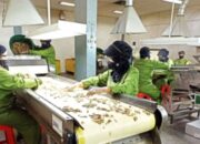 Pabrik produksi PT Industri Jamu dan Farmasi Sido Muncul Tbk yang sedang beroperasi