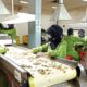 Pabrik produksi PT Industri Jamu dan Farmasi Sido Muncul Tbk yang sedang beroperasi