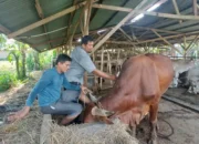 pemko-padang-gencarkan-vaksinasi-pmk-gratis-untuk-lindungi-hewan-ternak