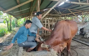 Dinas Pertanian Padang Gencarkan Vaksinasi Gratis Bagi Hewan Ternak