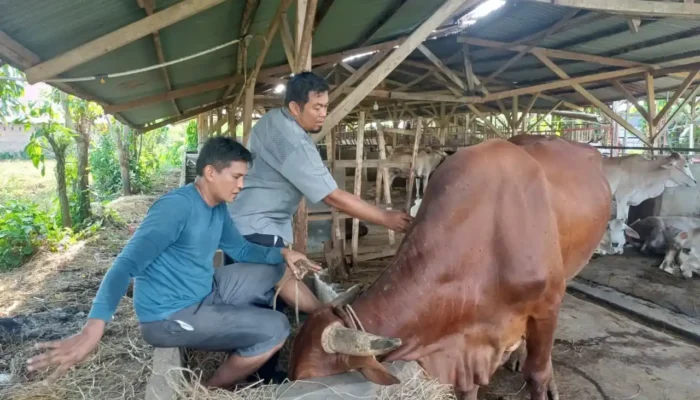 Dinas Pertanian Padang Gencarkan Vaksinasi Gratis Bagi Hewan Ternak